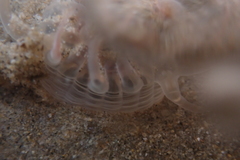 Harenactis attenuata