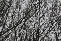 Emberiza chrysophrys