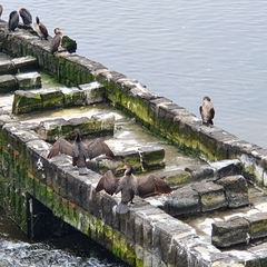 Phalacrocorax carbo