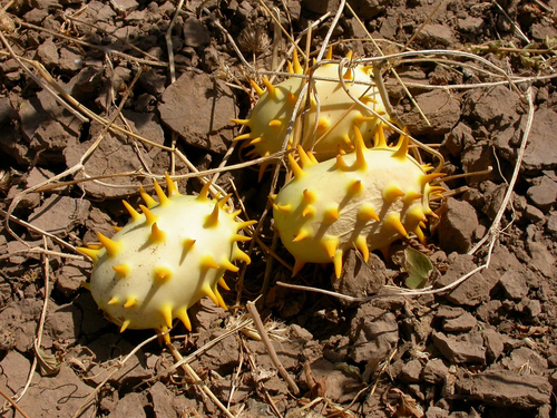 Horned Melon