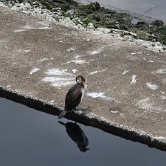 Phalacrocorax capillatus