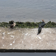 Phalacrocorax capillatus