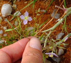 Heliophila trifurca