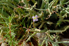Heliophila trifurca