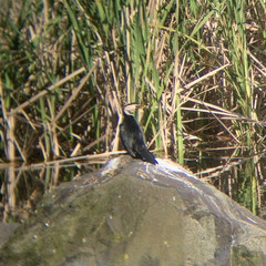 Microcarbo melanoleucos