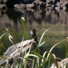 Microcarbo melanoleucos