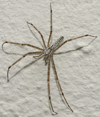 Euprosthenops