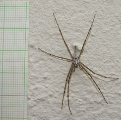 Euprosthenops