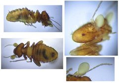 Belaphopsocus