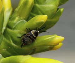 Ellipsidion simulans