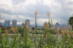 Phragmites vallatoria