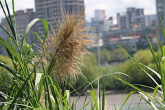 Phragmites vallatoria