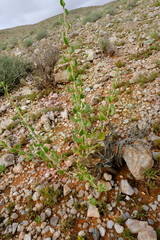 Tetragonia reduplicata