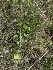 Sanicula maritima