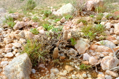 Anacampseros filamentosa