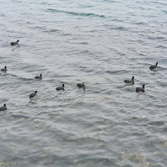 Fulica atra