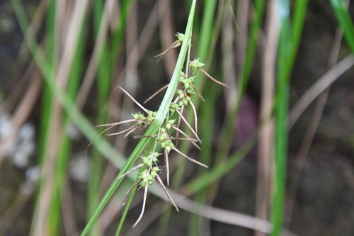 Carex myosurus