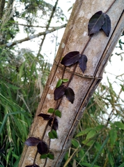 Chonemorphinae