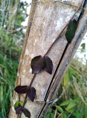 Chonemorphinae