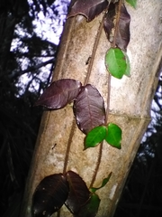 Chonemorphinae