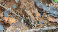 Duttaphrynus melanostictus