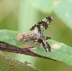 Austrotephritis fuscata