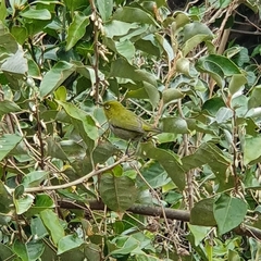 Zosterops japonicus