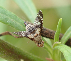 Austrotephritis fuscata