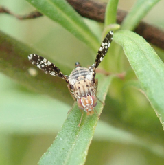 Austrotephritis fuscata