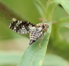 Austrotephritis fuscata