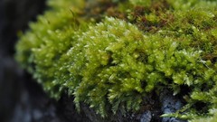 Sciuro-hypnum plumosum