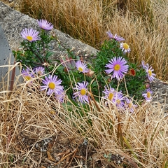 Aster spathulifolius