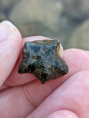 Cryptasterina pentagona