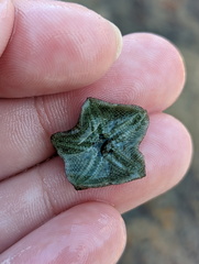 Cryptasterina pentagona