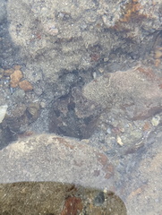 Cryptasterina pentagona