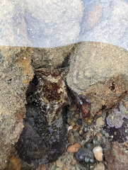 Cryptasterina pentagona