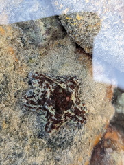 Cryptasterina pentagona