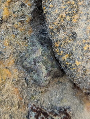 Cryptasterina pentagona