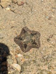 Cryptasterina pentagona