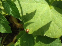 Henosepilachna sumbana