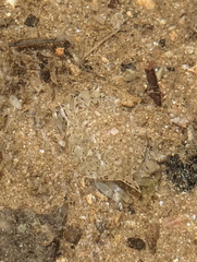 Matuta victor