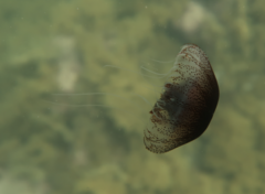 Chrysaora pentastoma