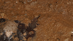Duttaphrynus melanostictus