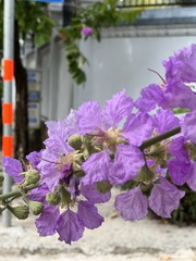 Lagerstroemia speciosa