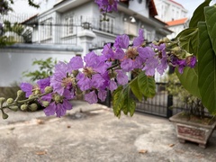 Lagerstroemia speciosa
