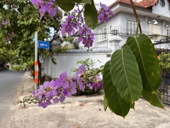Lagerstroemia speciosa