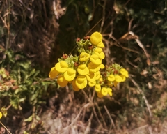 Calceolaria dentata
