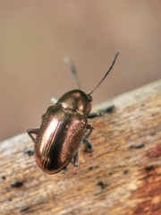 Abirus aeneus