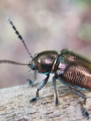 Abirus aeneus