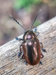 Abirus aeneus